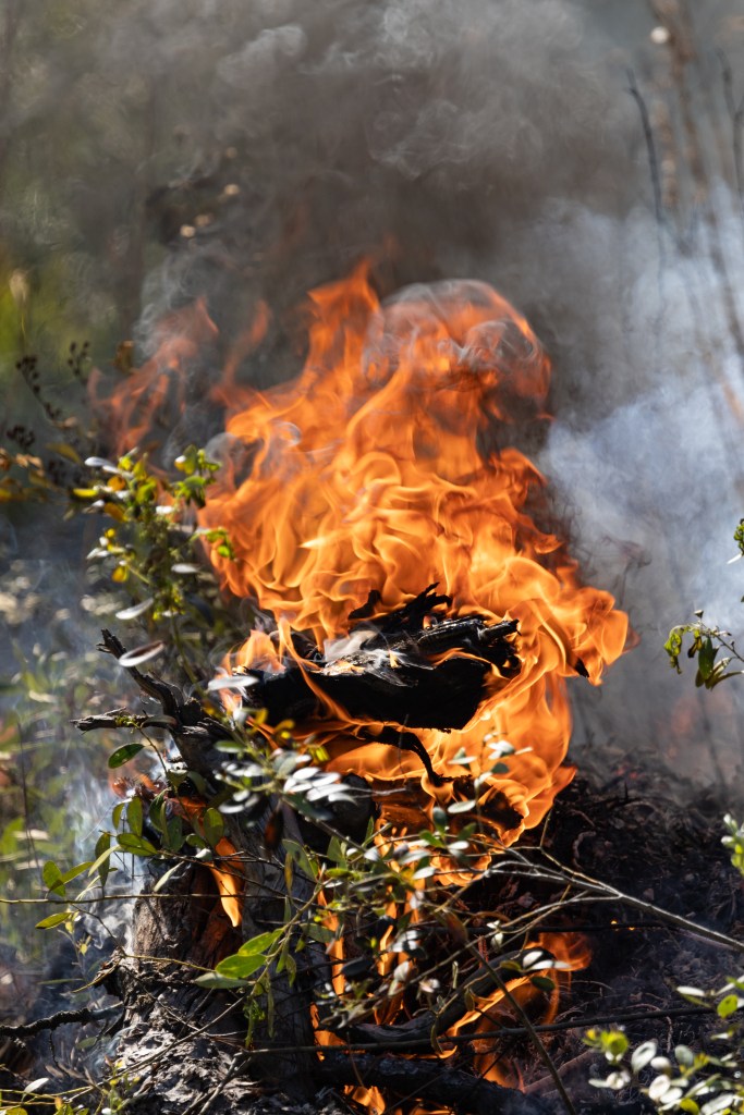 A black branch is engulfed in orange flames with dark gray smoke drifting off the top.