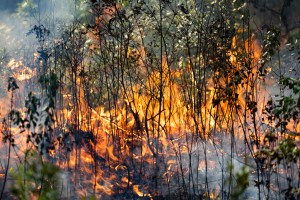 Small flames are visible burning on the ground between thin stalks of plants whose upper leaves are still intact and green.