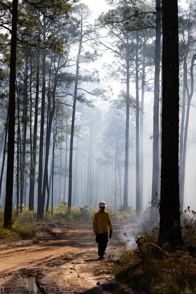 A firefighter in a yellow long-sleeved and white hard hat looks down at smoldering brush, with a haze of white smoke behind him.
