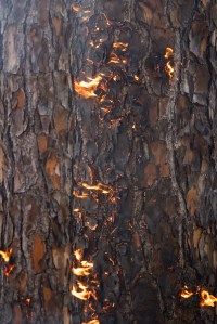 Variegated light and dark brown bark is speckled with tiny bits of white, yellow, and orange flames.