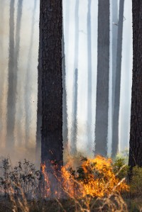 A small ground fire consumes shrubbery and sends smoke into the air, as tree trunks stretch off into the haze of white smoke.