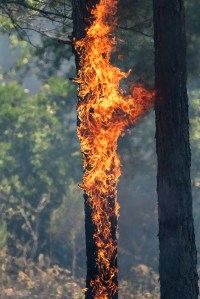 Large flames dance up the trunk of a pine tree.