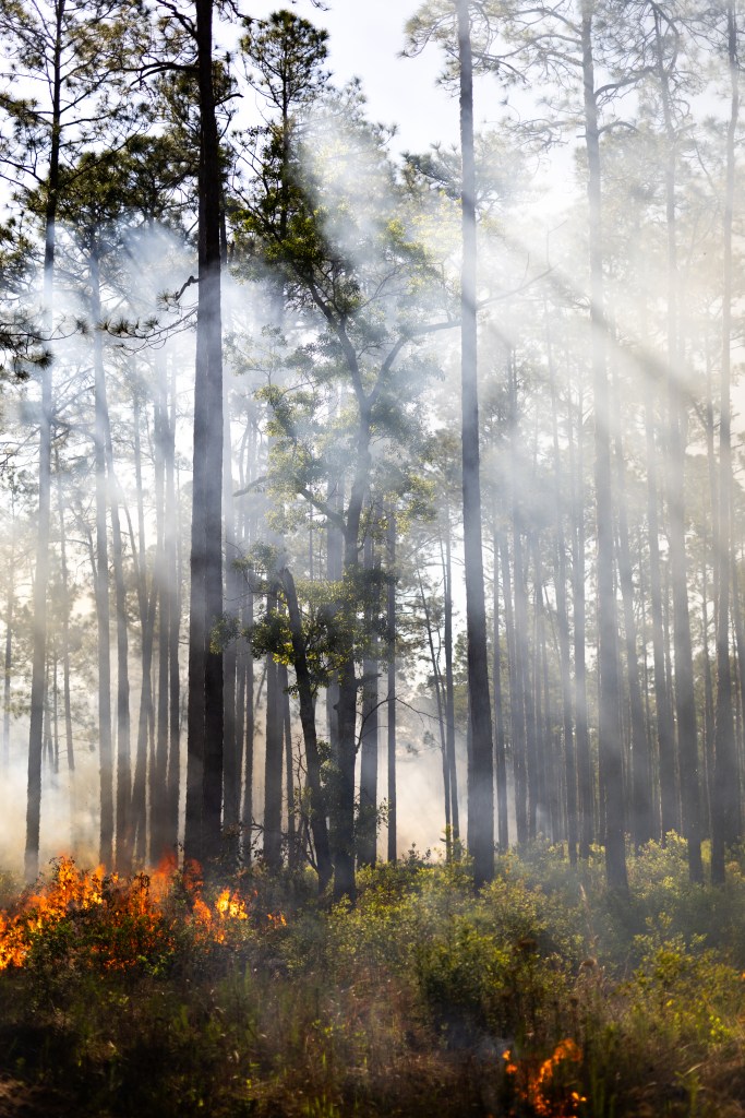 Sunlight filters through trees, illuminating patches of light gray smoke as short brush burns at the base of the trees.