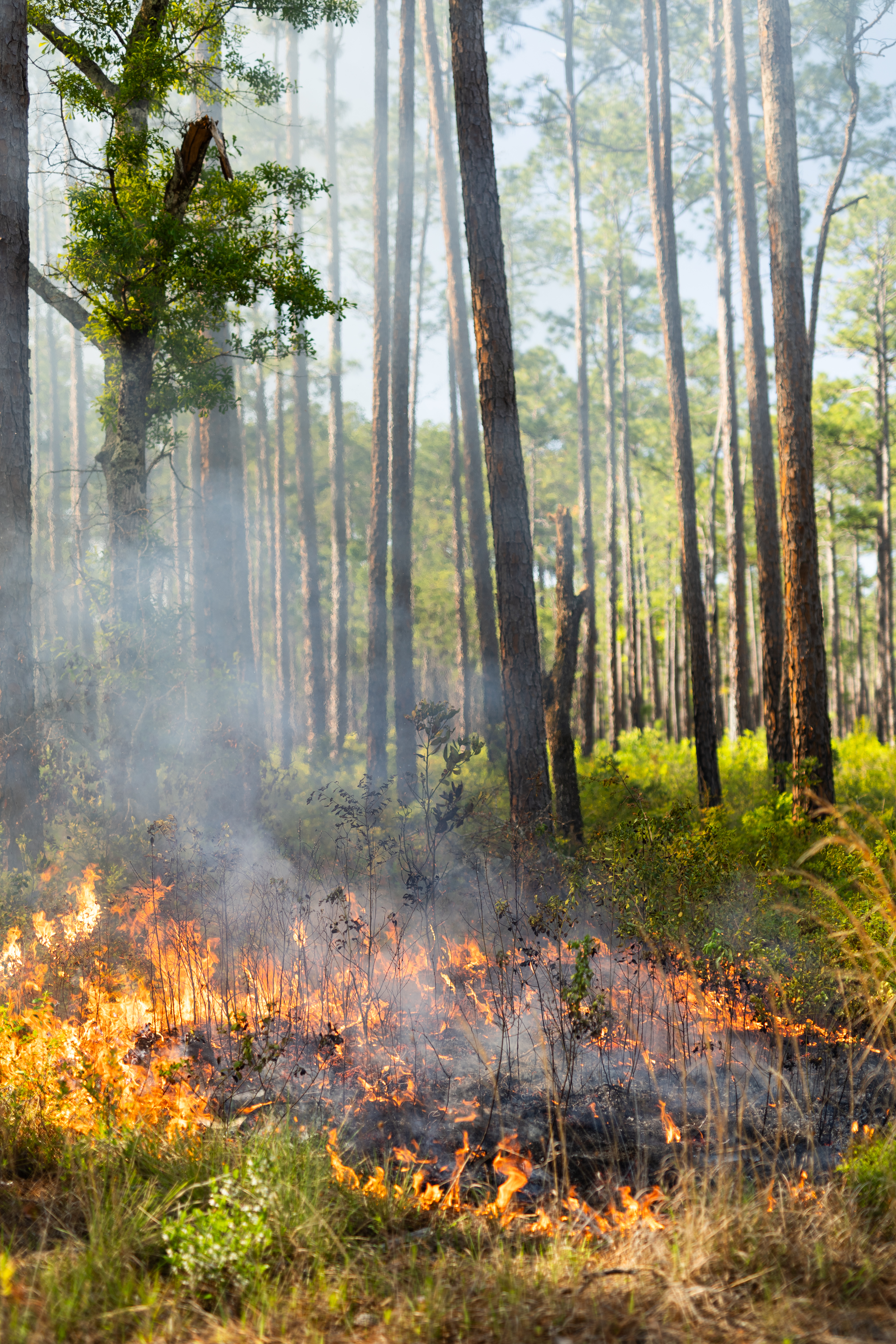 A circle of blackened area ringed in fire spreads into vibrant green grass and brush in a forest.