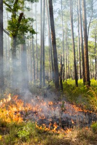 A circle of blackened area ringed in fire spreads into vibrant green grass and brush in a forest.