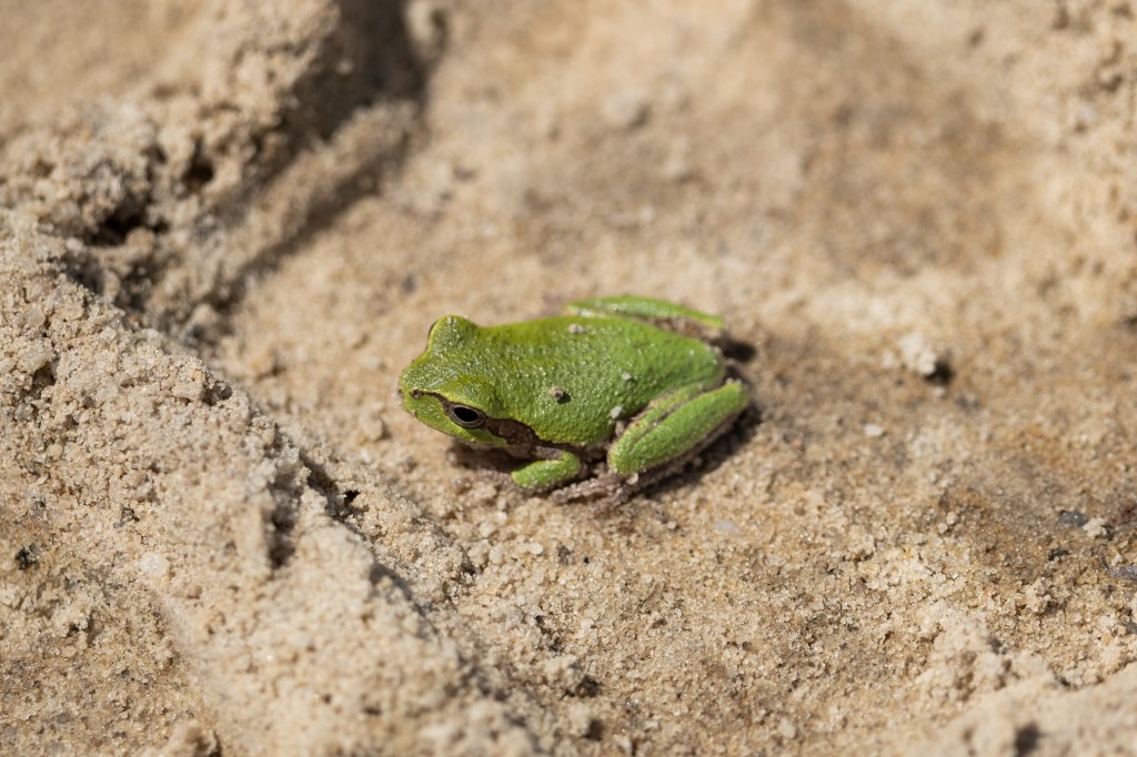 A small green frog sits in a tire mark on a dirt road.