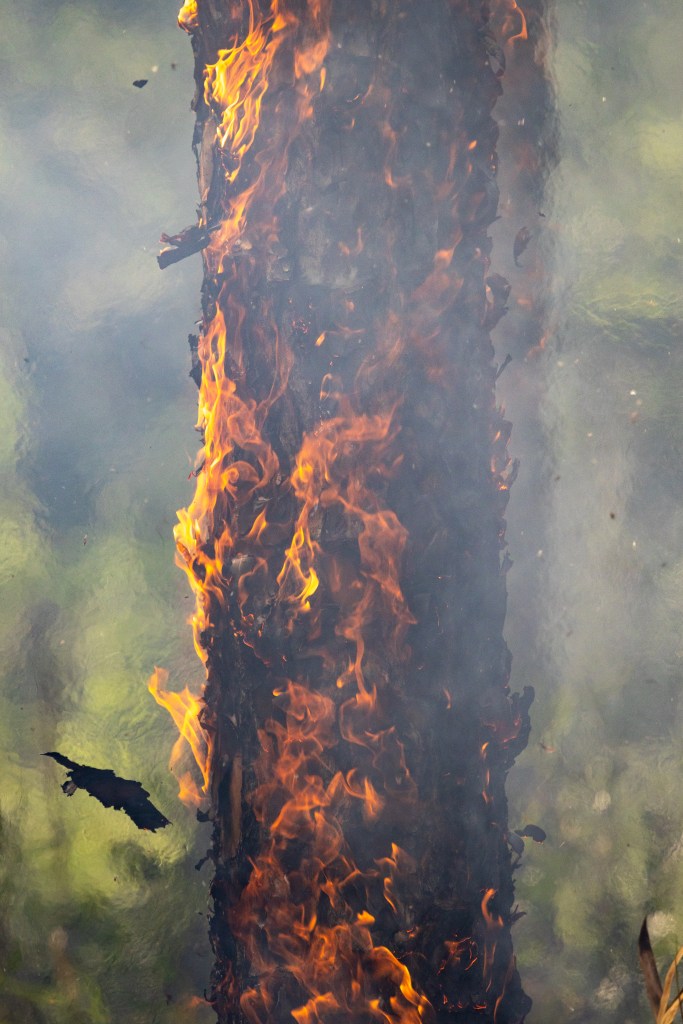 Tongues of flame dance along dark brown tree bark, bits of the bark floating into the air. The whole image is slightly hazy from smoke.