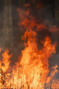 A closeup shot of fire, with the outline of thin black stalks of brush on the bottom. The fire is pale yellow at the bottom, fading into orange and then red as it rises against dark brown smoke.