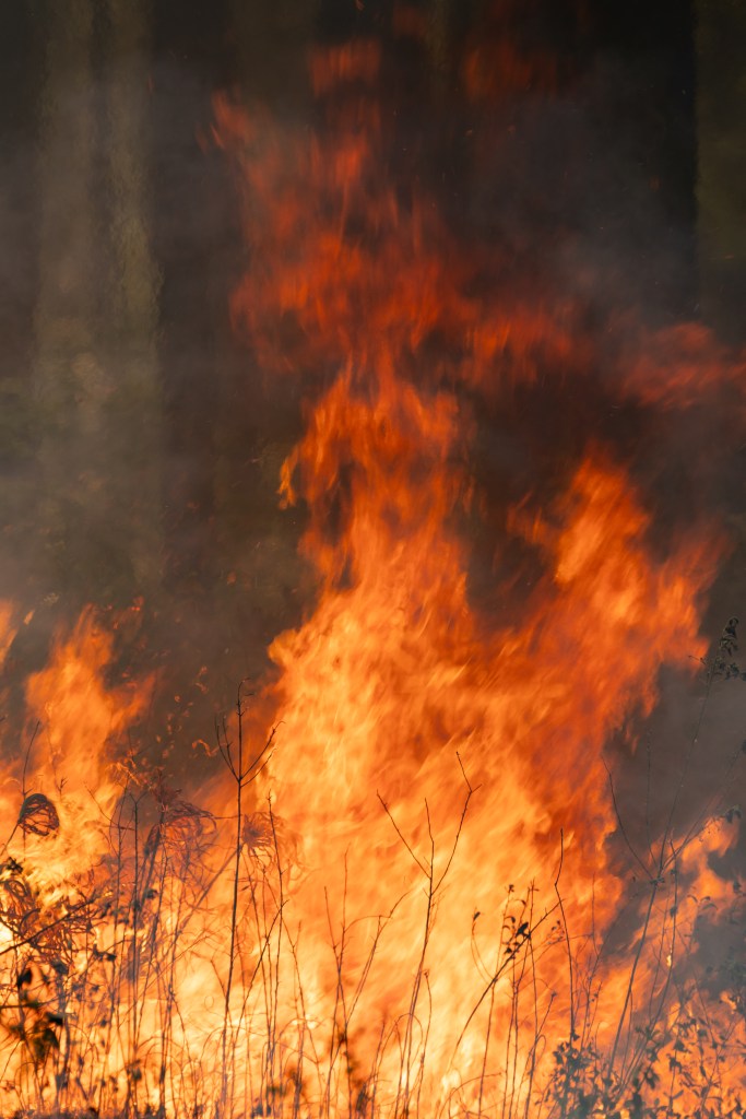 A closeup shot of fire, with the outline of thin black stalks of brush on the bottom. The fire is pale yellow at the bottom, fading into orange and then red as it rises against dark brown smoke.