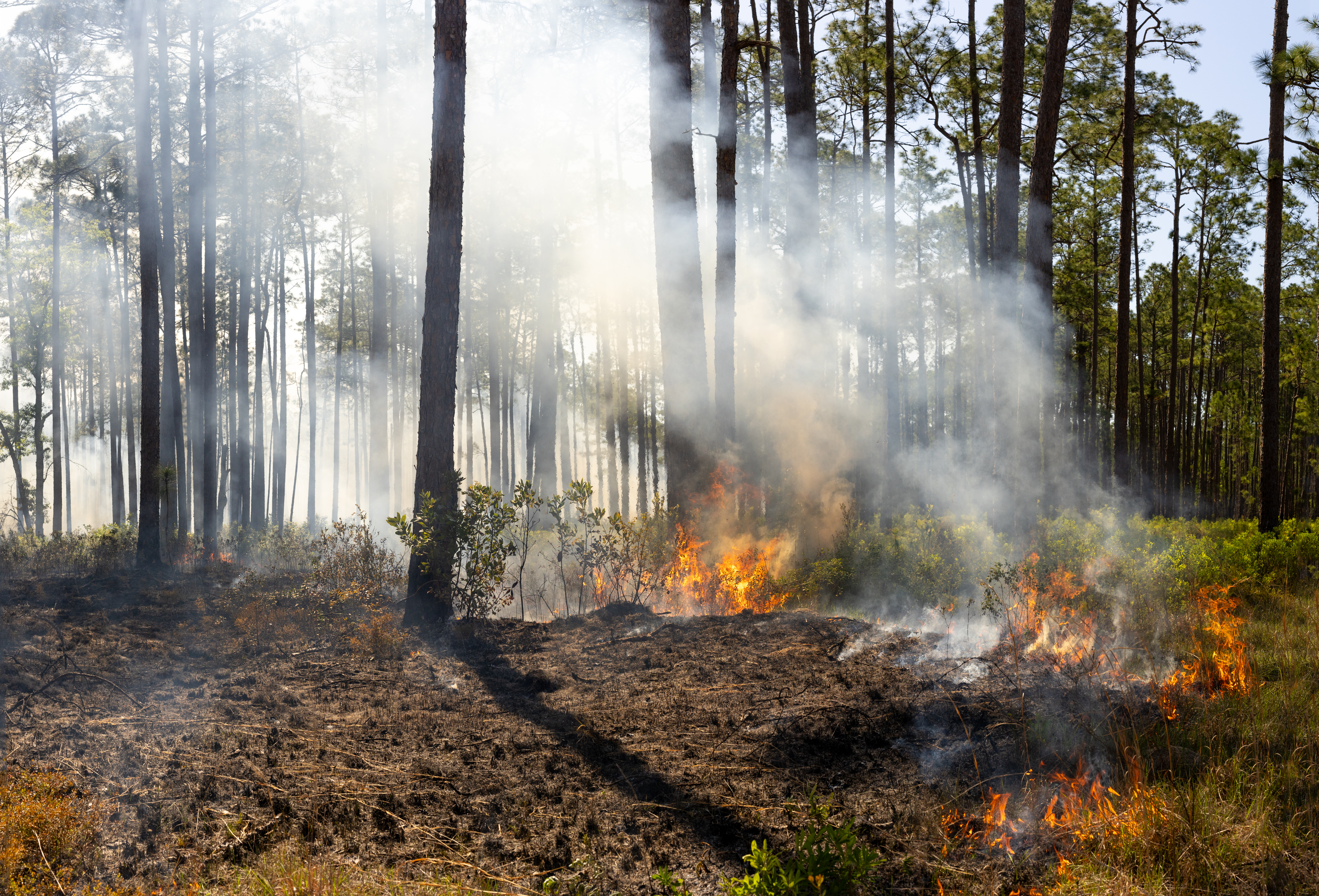 Fire burns from left to right in a wide shot of a forest:the already-burned areas are black and brown, the fire sends up white smoke into the trees, and unburned shrubbery on the far right is still green.