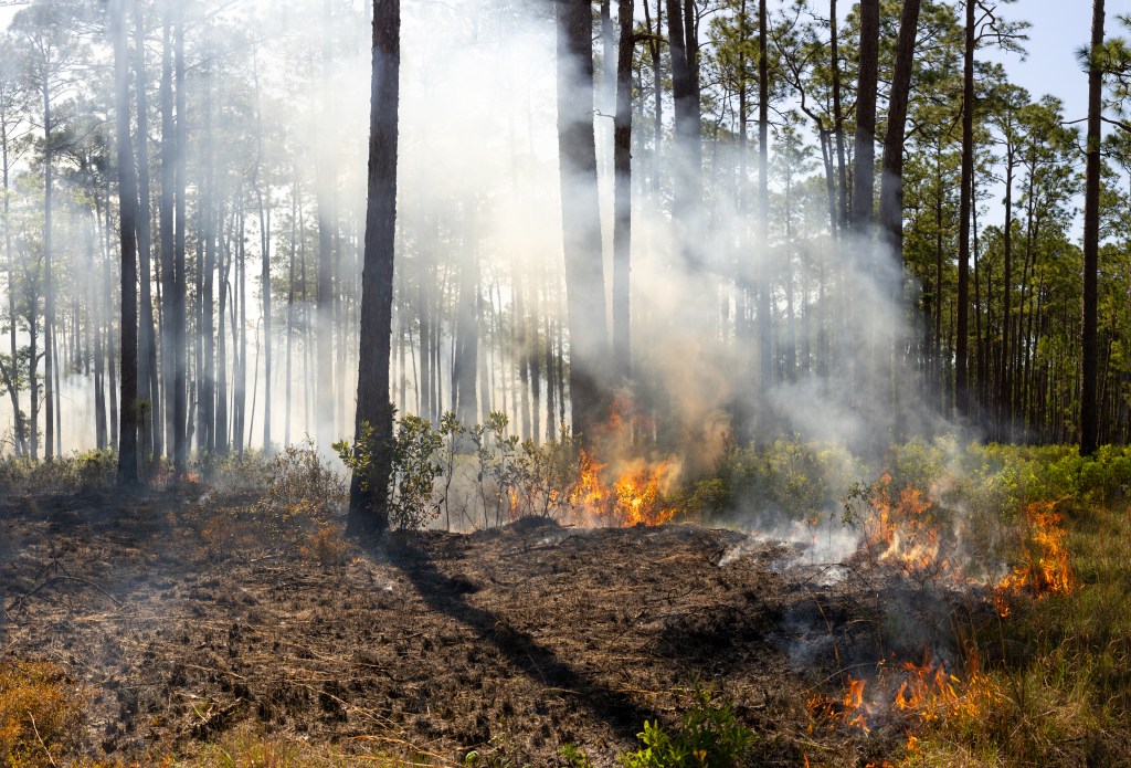 Fire burns from left to right in a wide shot of a forest:the already-burned areas are black and brown, the fire sends up white smoke into the trees, and unburned shrubbery on the far right is still green.