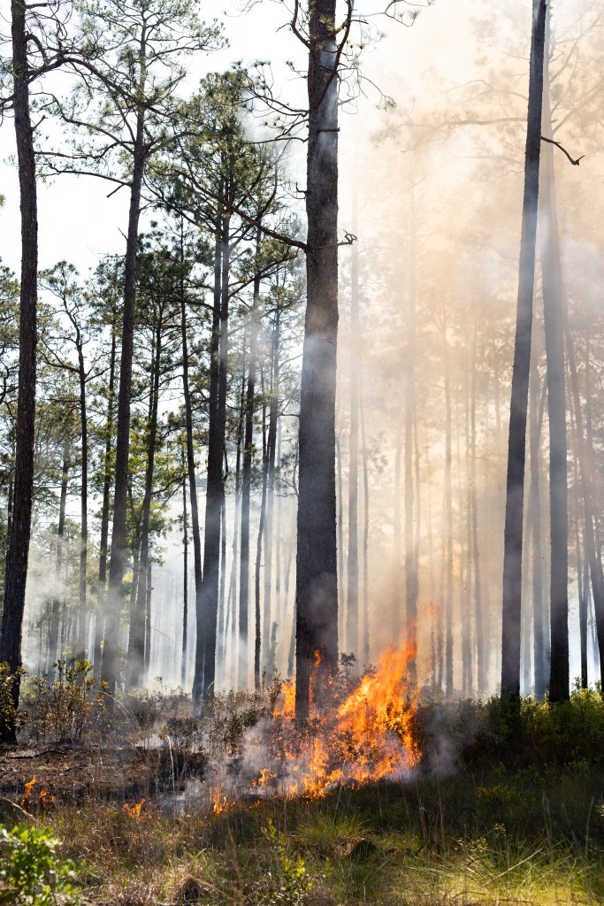 A clump of fire swirls around the base of a tree, with the area around it partially burned, partially still green.