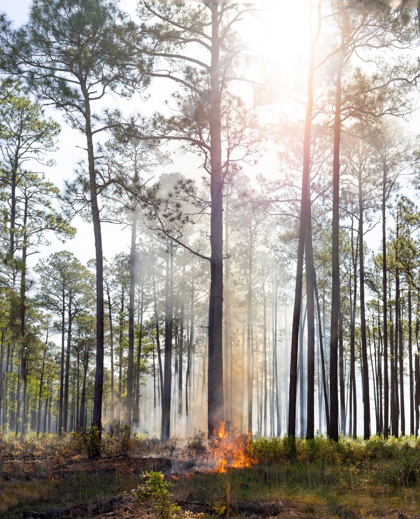A clump of fire swirls around the base of a tree, with the area around it partially burned, partially still green.