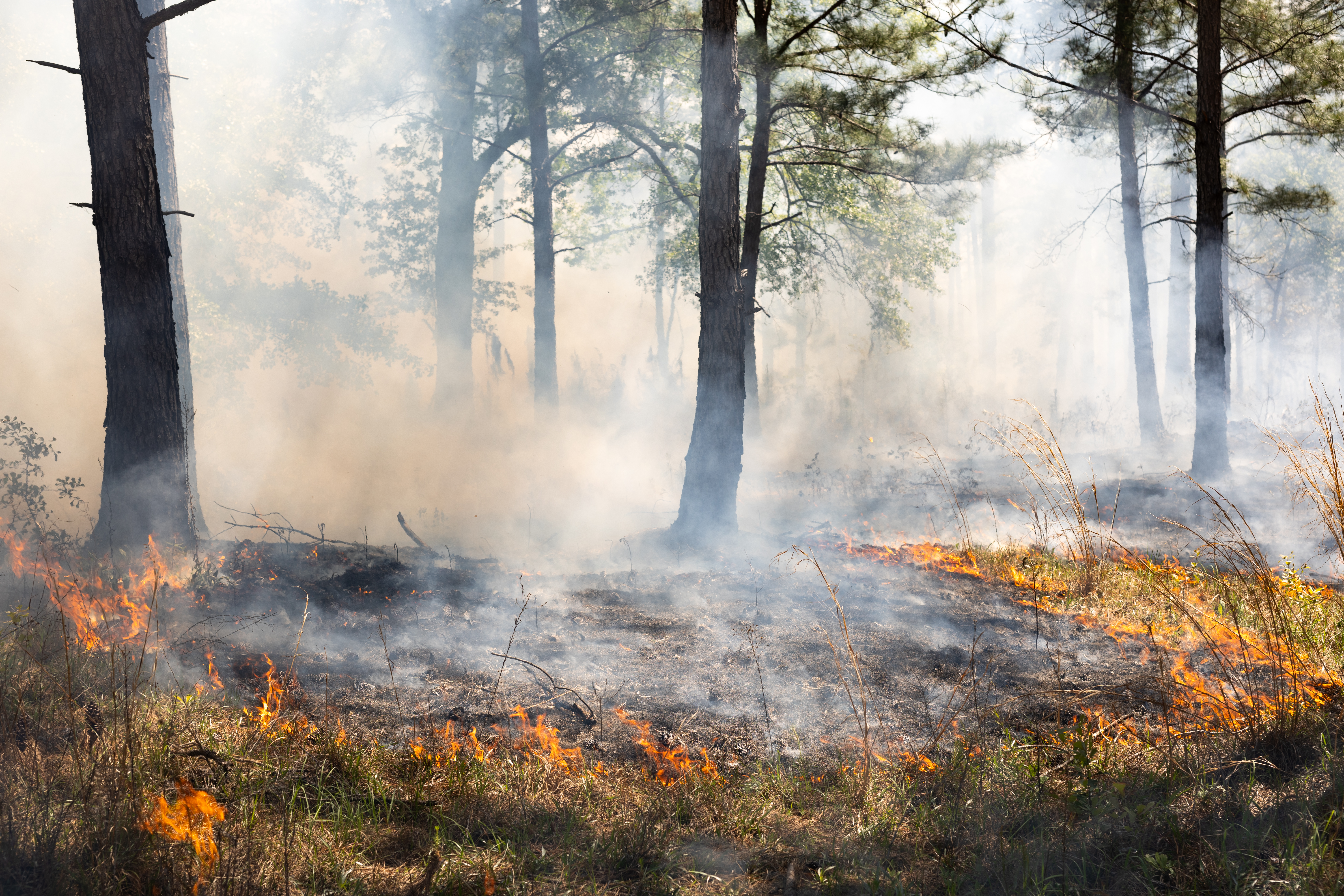Fire smolders its way through green brush, leaving blackened earth behind and sending white smoke into the trees.
