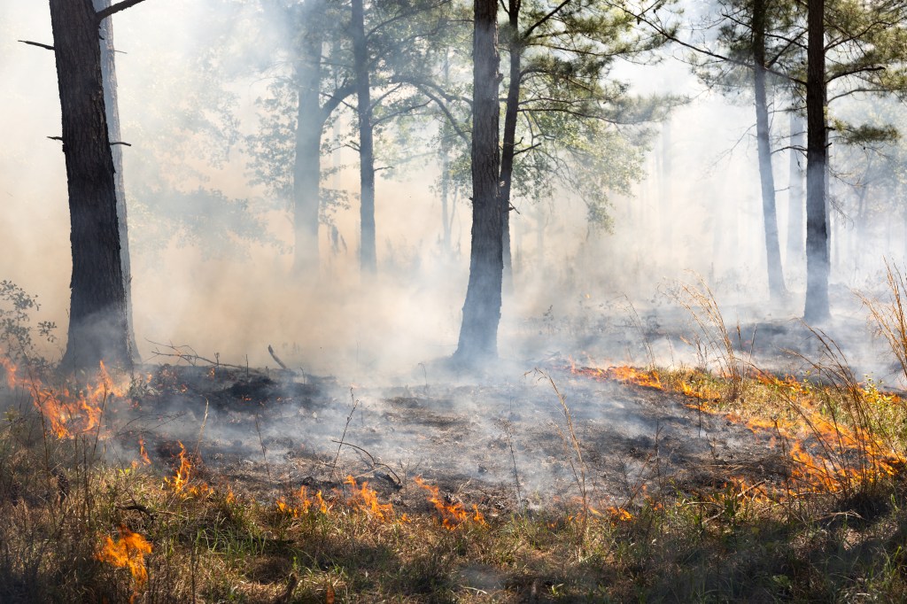 Fire smolders its way through green brush, leaving blackened earth behind and sending white smoke into the trees.