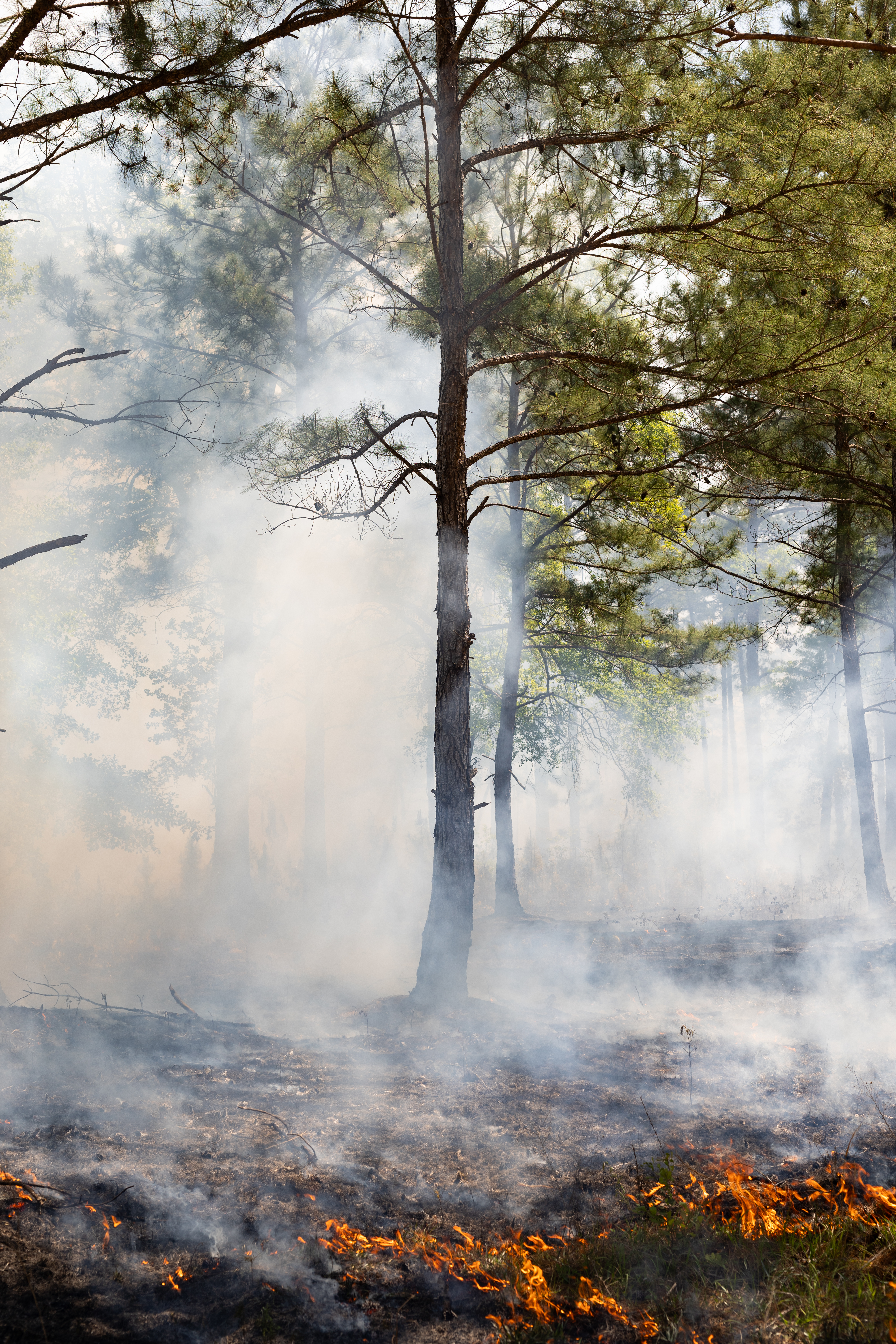 Fire smolders its way through green brush, leaving blackened earth behind and sending white smoke into the trees.