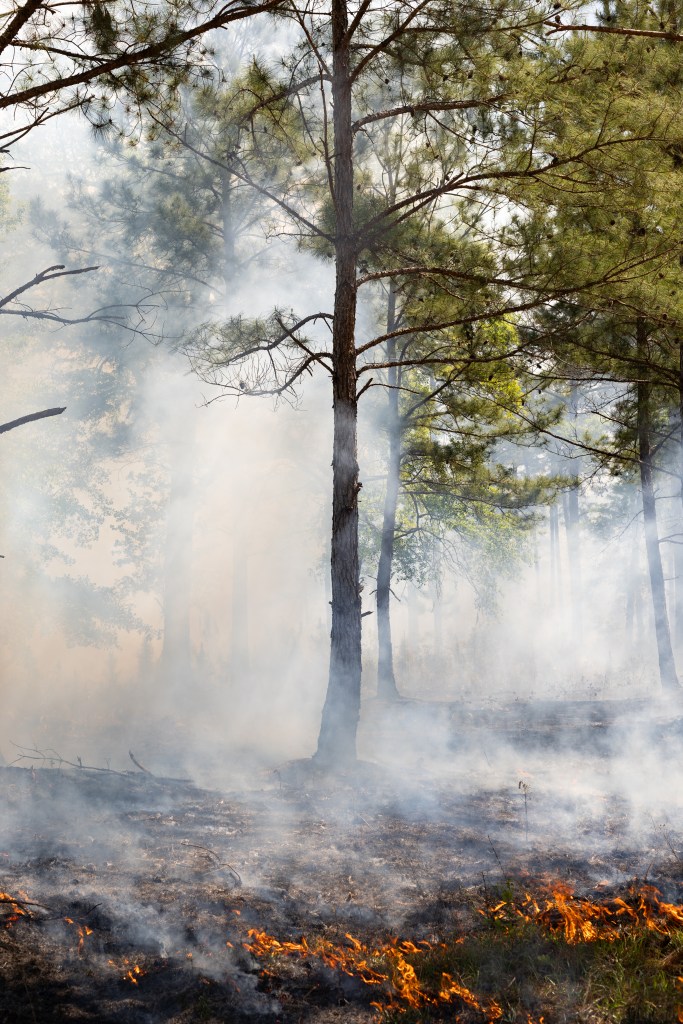 Fire smolders its way through green brush, leaving blackened earth behind and sending white smoke into the trees.