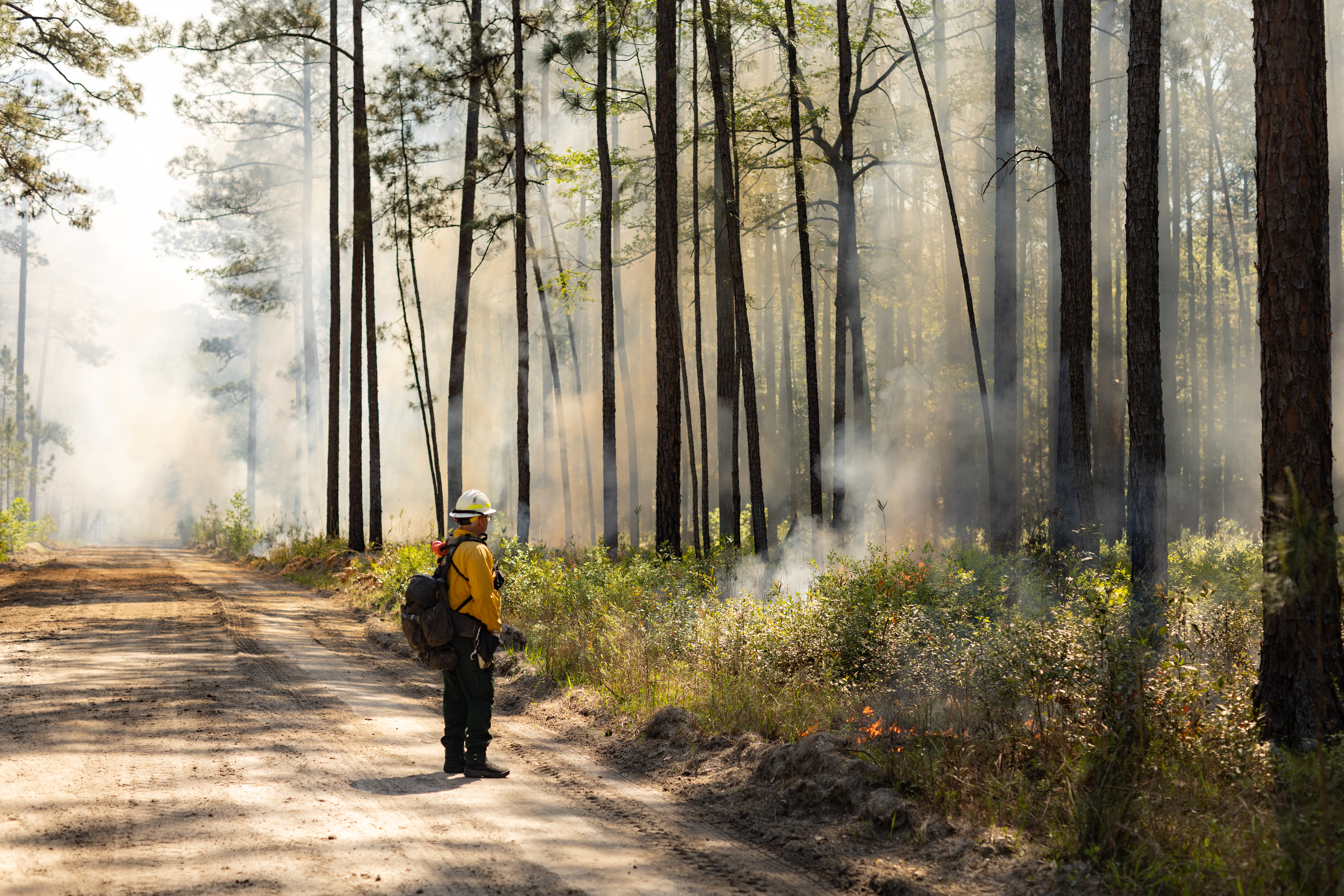 A firefighter in protective gear stands on a dirt road, looking into a smoke-filled forest.