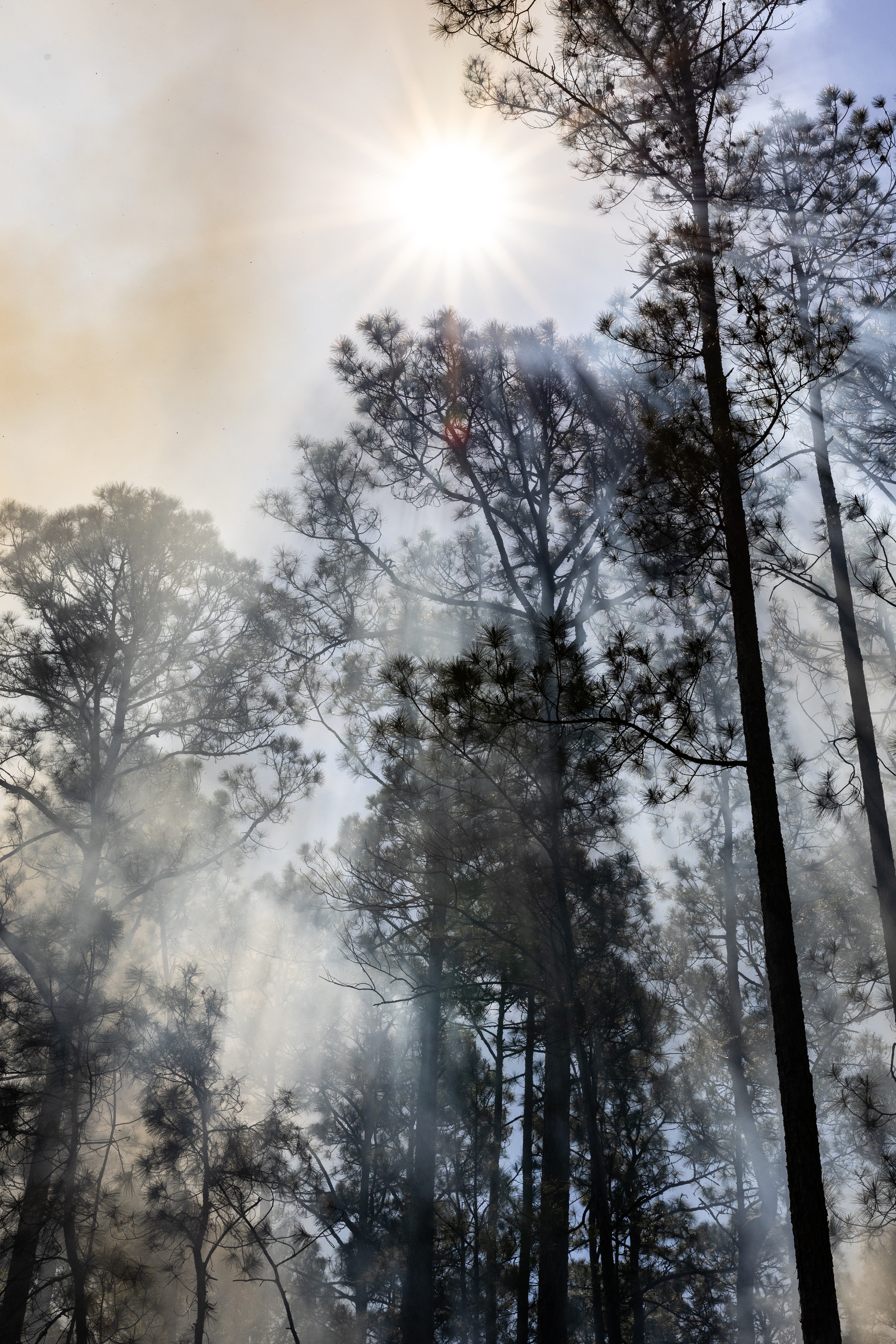 Sun filters through smoky forest.