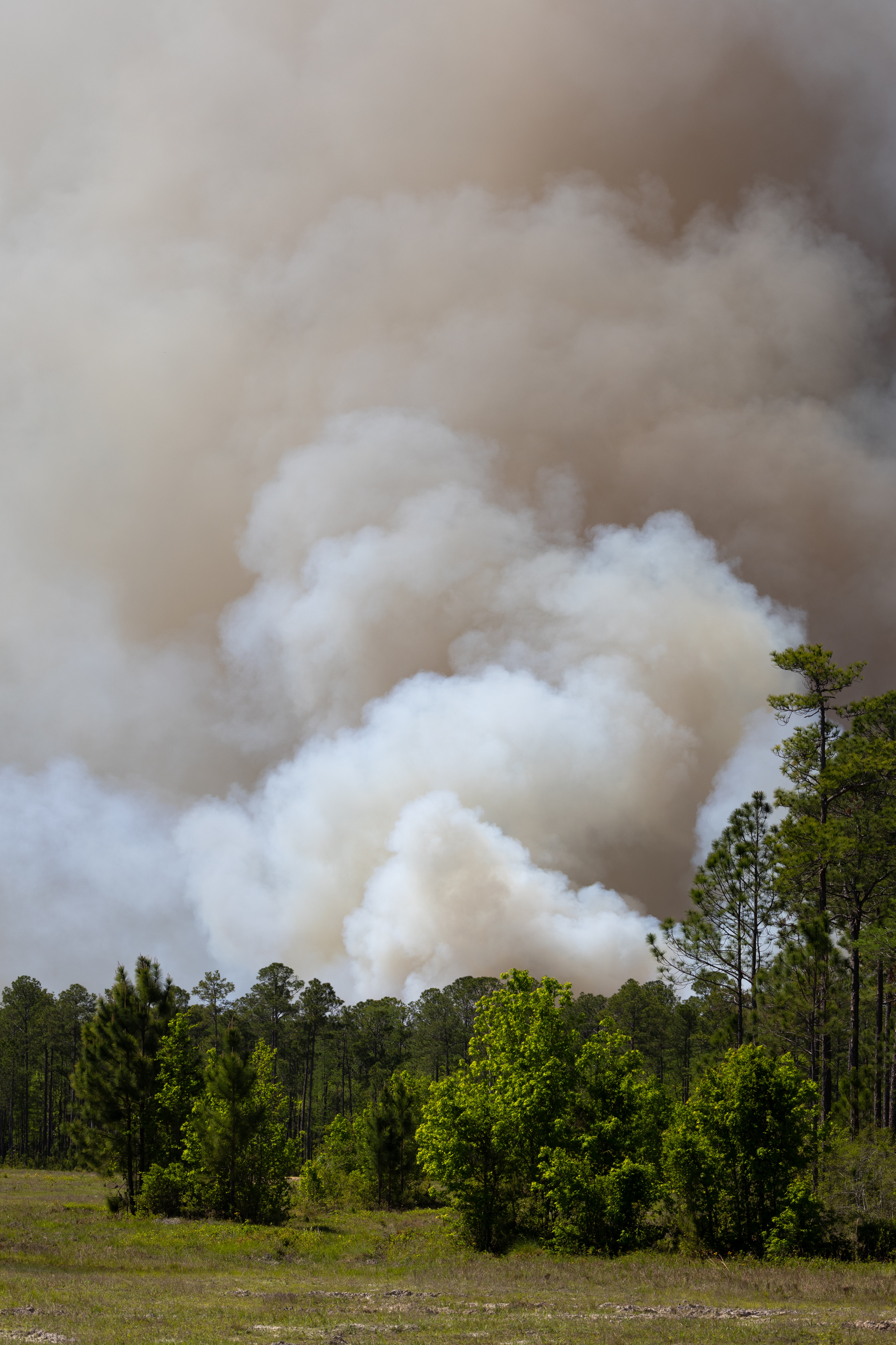 Smoke billows above green trees, getting darker as it gets higher.