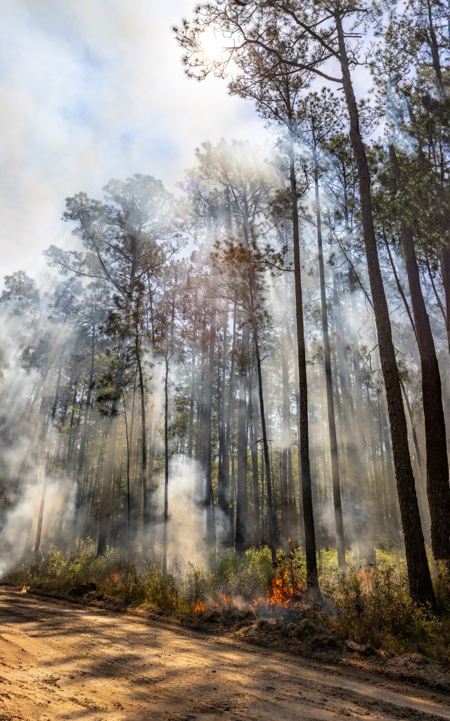 Sunlight filters through trees, illuminating patches of light gray smoke as short brush burns at the base of the trees.