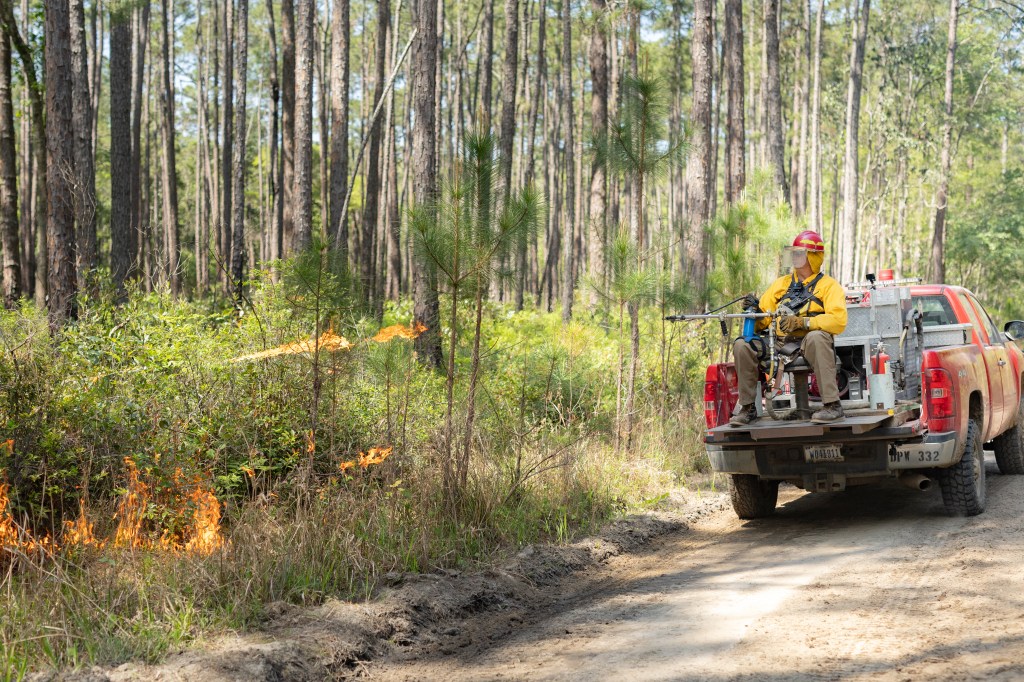 A firefighter in a yellow shirt and red hard hat sits in in a seat in the bed of a red pickup truck bed as it drives down a dirt road, using a cylindrical metal device to shoot flames into the forest.