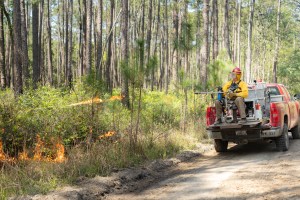 A firefighter in a yellow shirt and red hard hat sits in in a seat in the bed of a red pickup truck bed as it drives down a dirt road, using a cylindrical metal device to shoot flames into the forest.