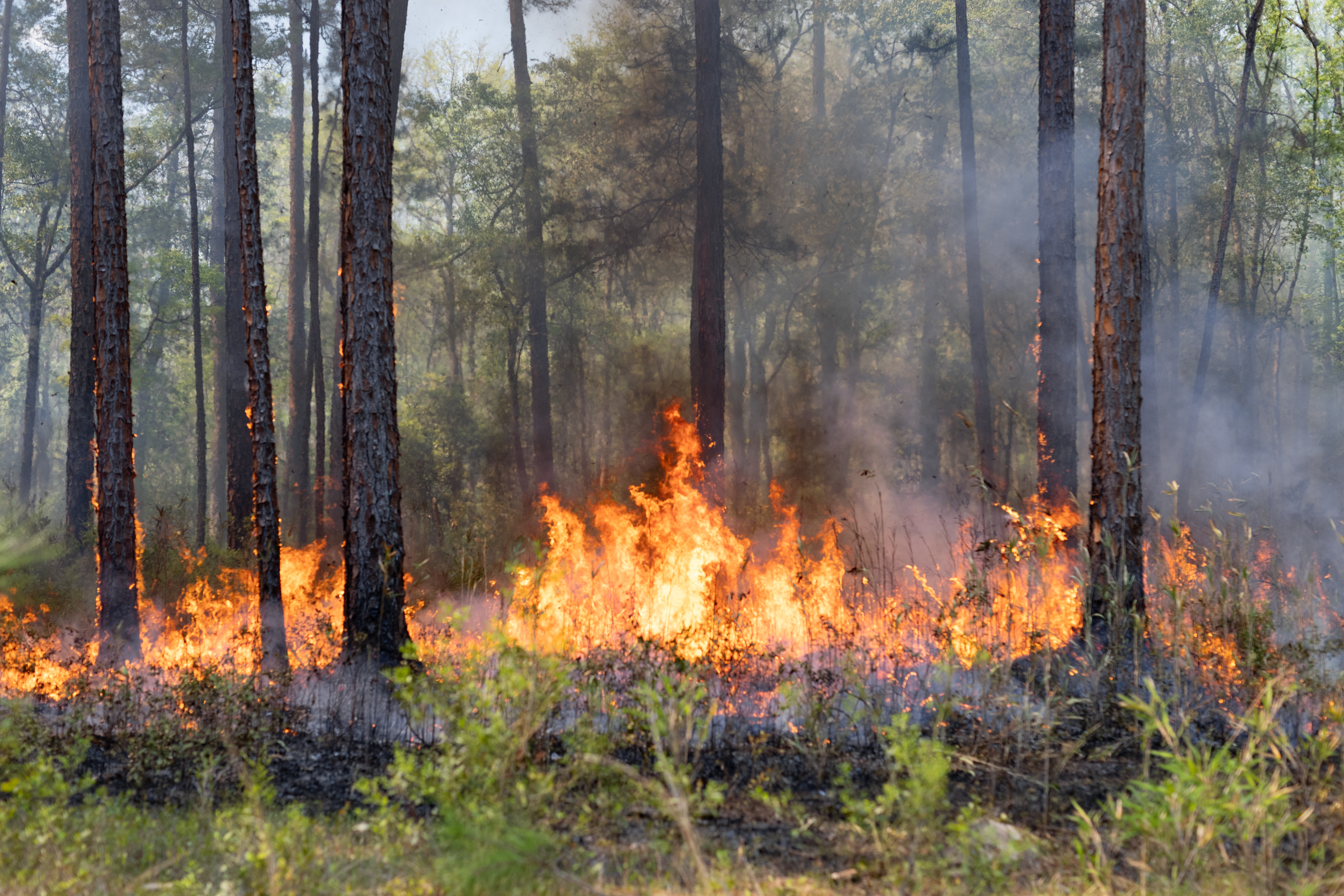 Yellow and orange flames burn in a line through a forest.