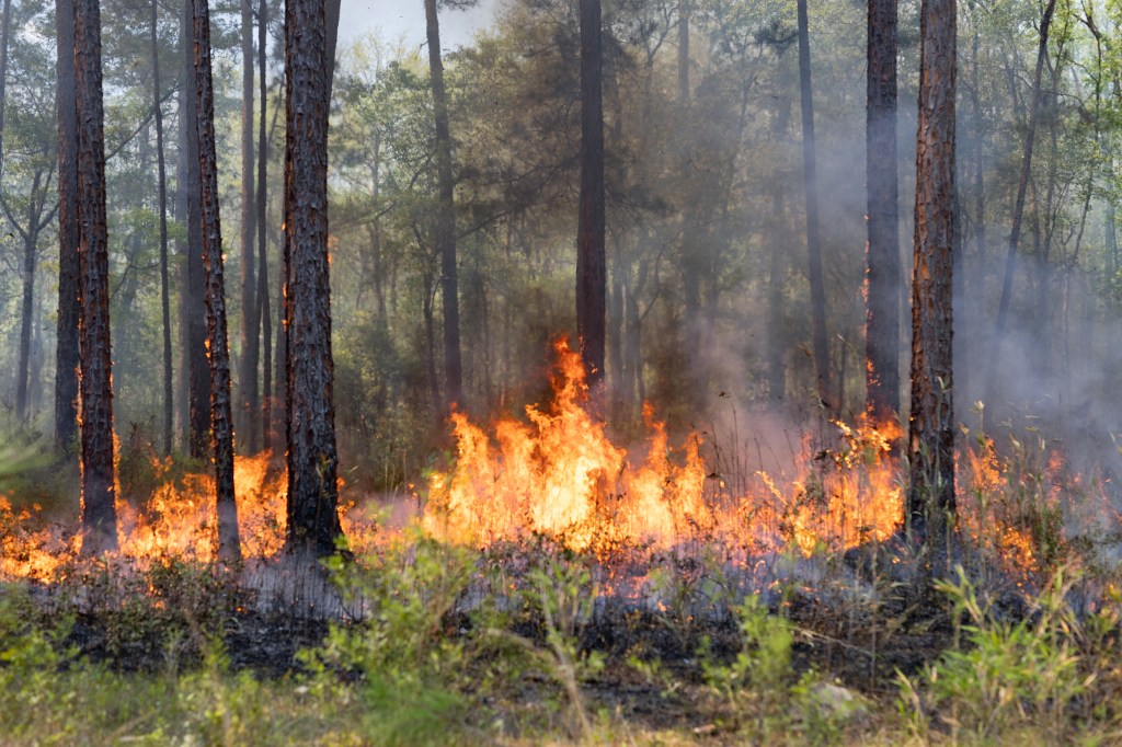 Yellow and orange flames burn in a line through a forest.
