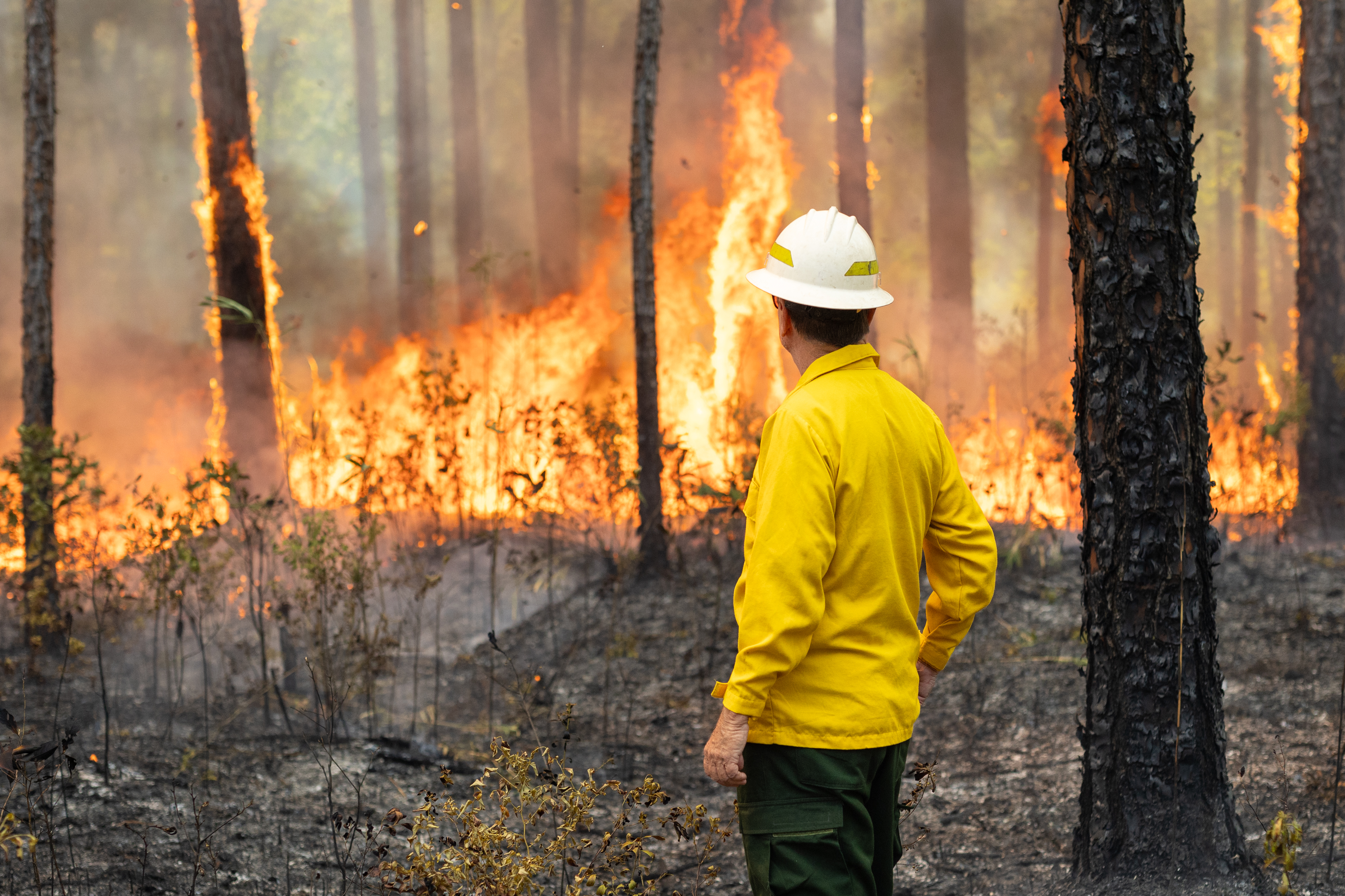 A firefighter in a yellow long-sleeved and white hard hat looks out at fire, burning in a line through brush and up tree trunks.