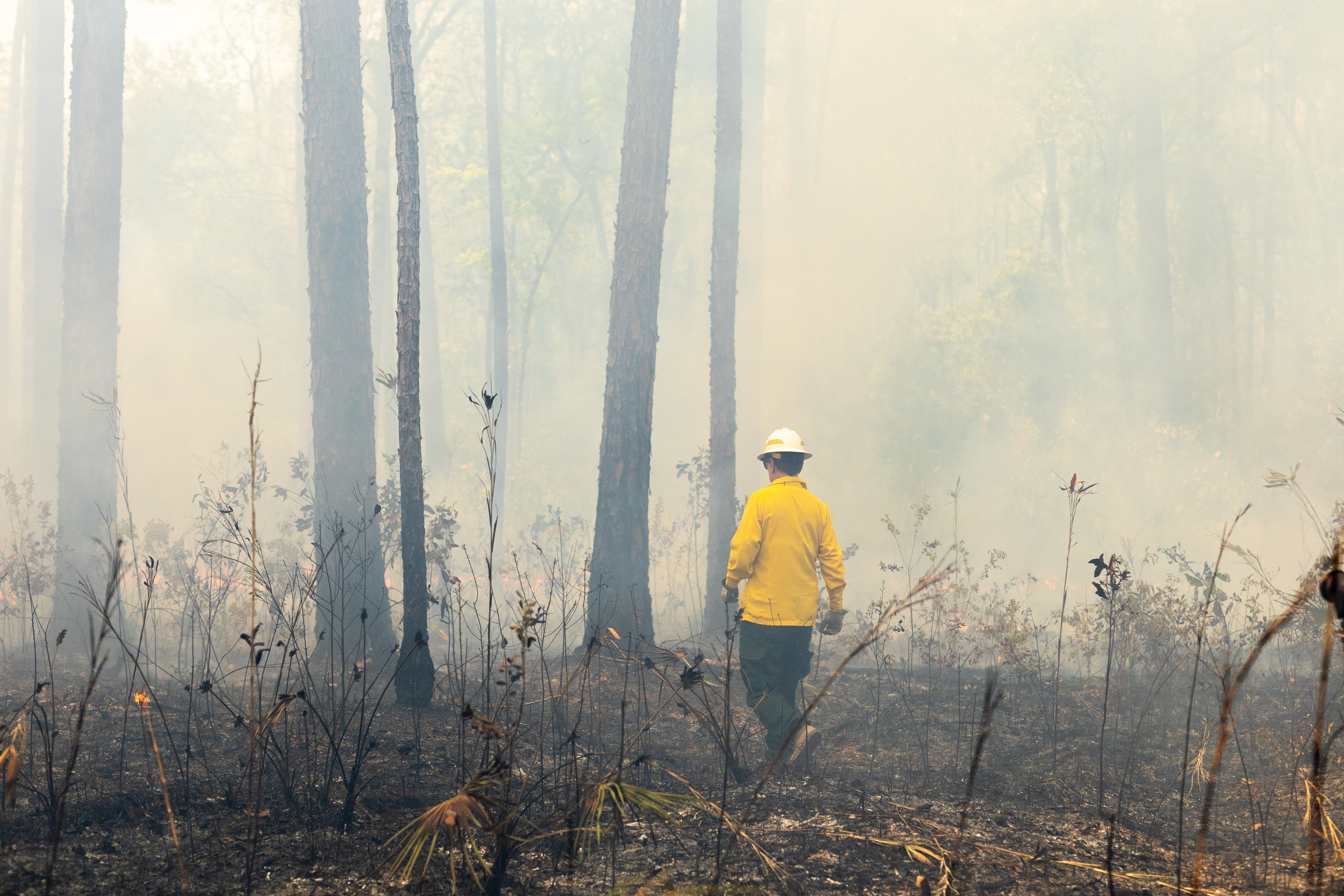 A firefighter in a yellow long-sleeved and white hard hat walks on burnt ground into a forest filled with smoke.