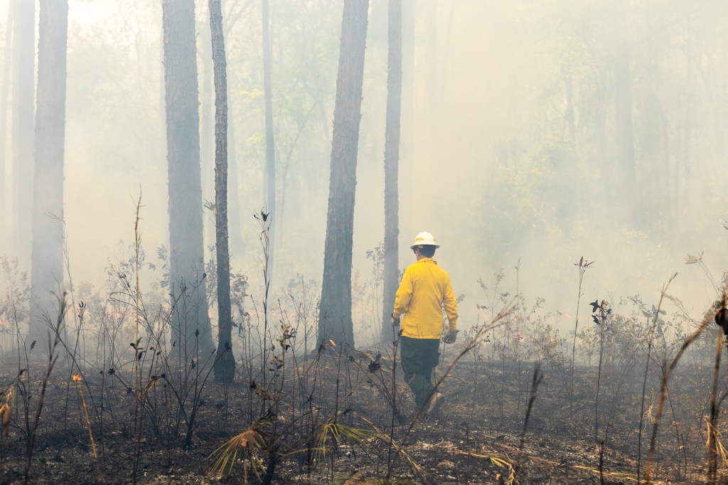 A firefighter in a yellow long-sleeved and white hard hat walks on burnt ground into a forest filled with smoke.