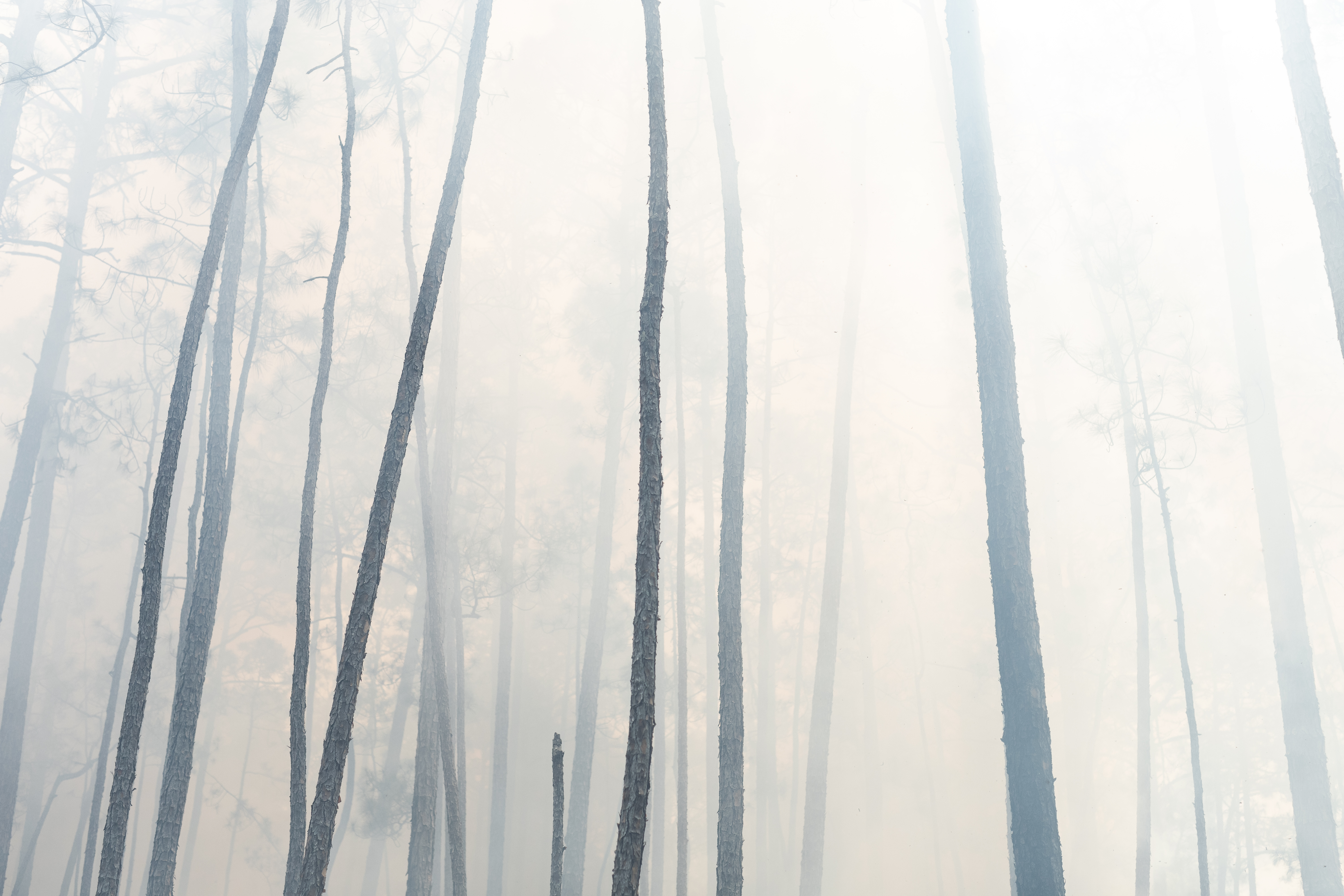 The silhouette of dark tree trunks stretch off into a haze of white smoke.