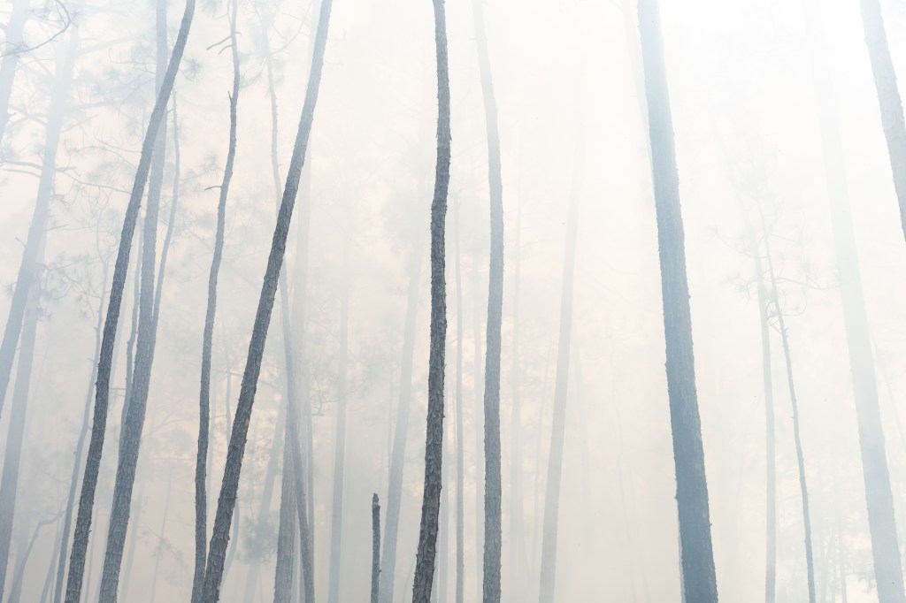 The silhouette of dark tree trunks stretch off into a haze of white smoke.