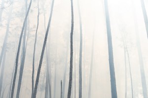 The silhouette of dark tree trunks stretch off into a haze of white smoke.