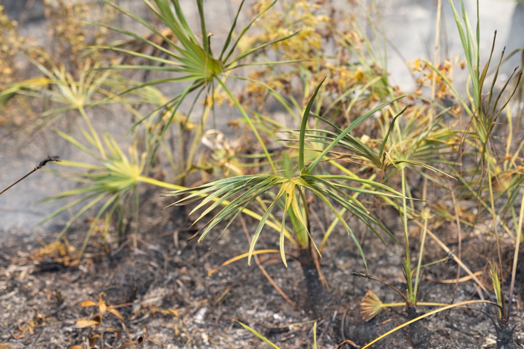 Singed green plants grow out of blackened earth, some still smoking.