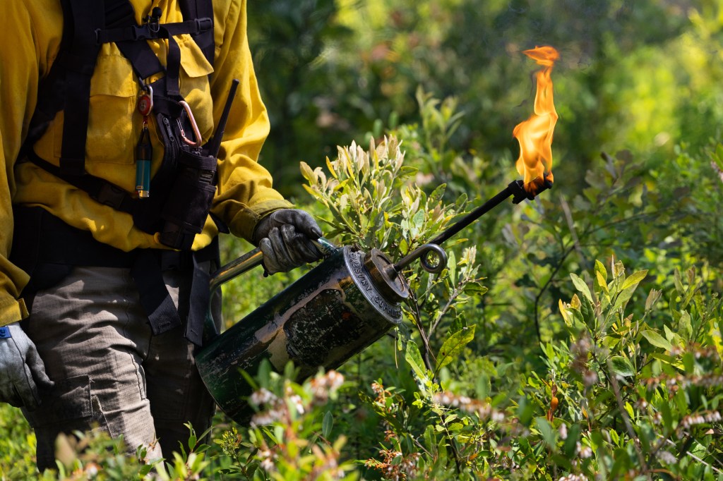 A figure in a yellow long-sleeved and black gloves carries a metal canister with flames coming out of the spout, walking through green shrubbery.