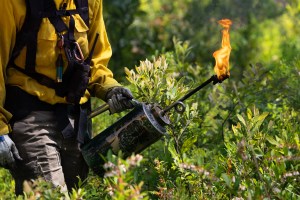 A figure in a yellow long-sleeved and black gloves carries a metal canister with flames coming out of the spout, walking through green shrubbery.