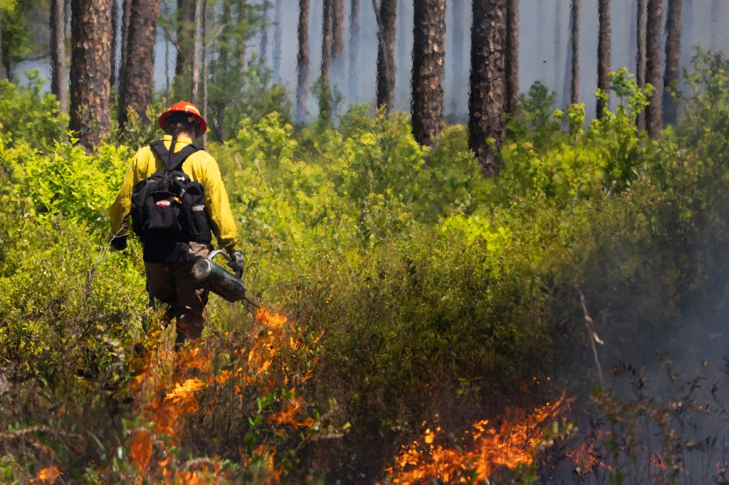 A firefighter in protective gear carries a metal canister with flames coming out of the spout, walking through green shrubbery. Fire burns in the foreground.