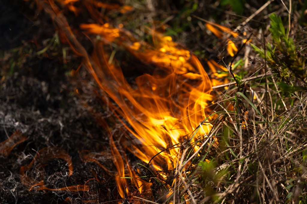 A close-up shot of fire burning green grass.