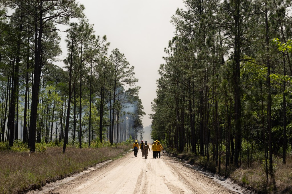 A group of firefighters in yellow long-sleeved shirts walk down a dirt road between two large stands of trees.