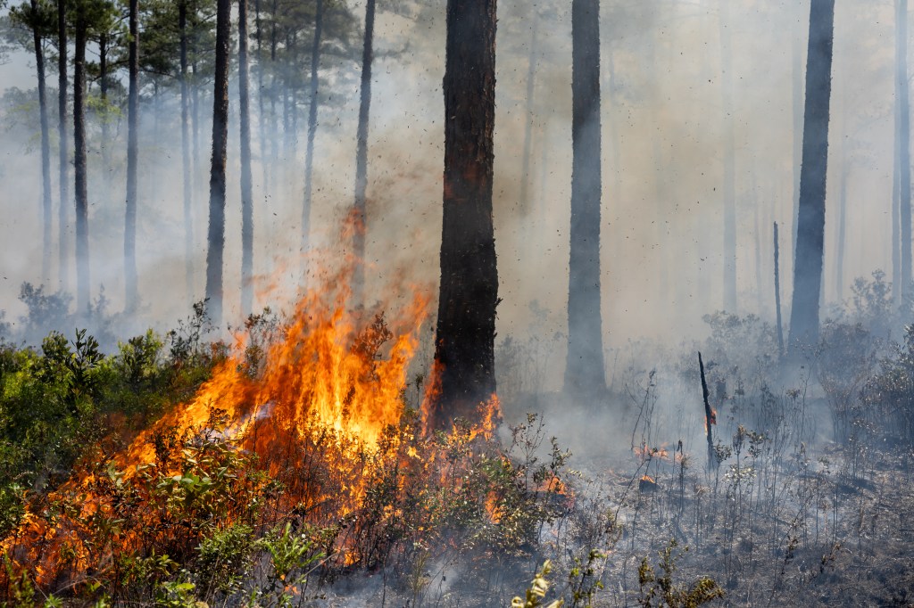 On the left side of the photo, orange and yellow flames eat up green foliage. On the right, white smoke drifts over burnt black earth.