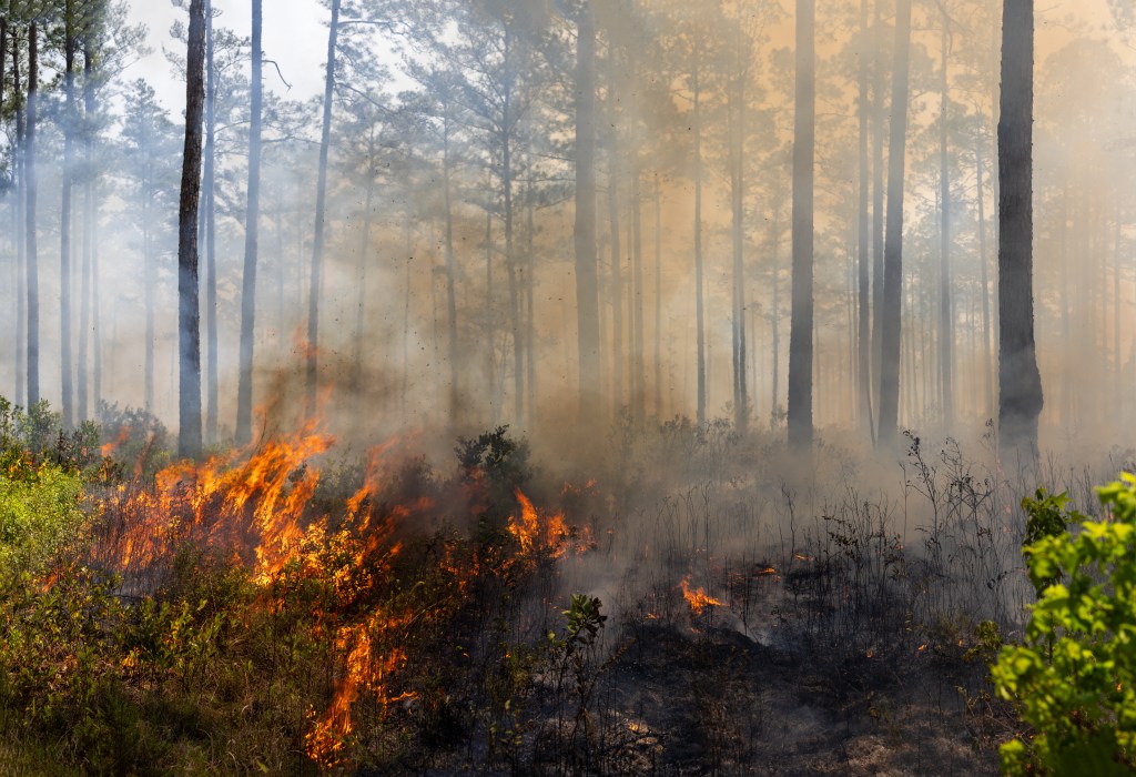 On the left side of the photo, orange and yellow flames eat up green foliage. On the right, brown smoke drifts over burnt black earth.