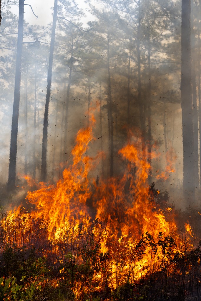 Yellow and orange flames burn through brush on a forest floor, sending dark brown smoke into the air.