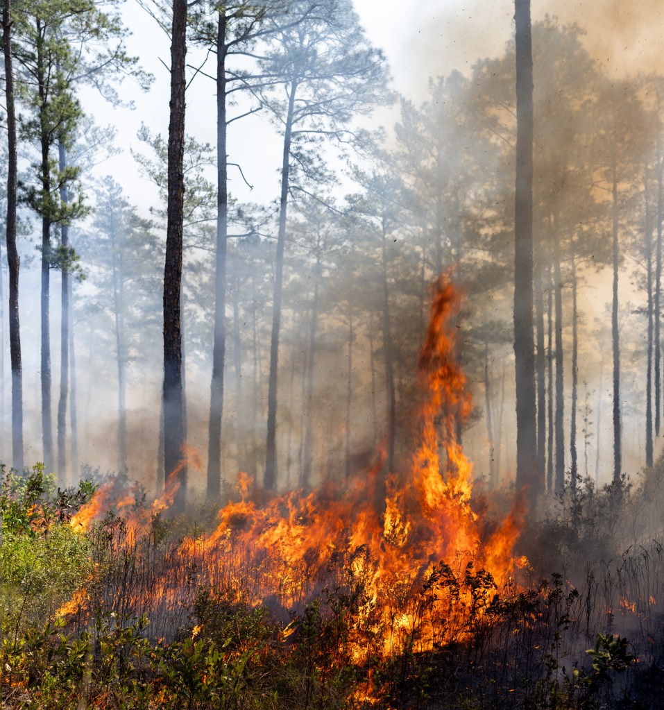 Yellow and orange flames burn through brush on a forest floor, sending dark brown smoke into the air.