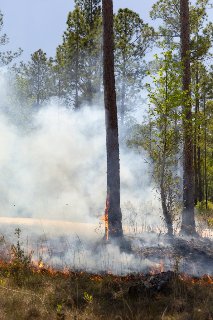Fire smolders its way through brush, leaving blackened earth behind and sending white smoke into the trees.