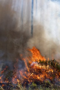Yellow and orange flames burn through brush on a forest floor, sending dark brown smoke into the air.