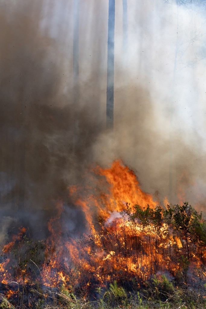 Yellow and orange flames burn through brush on a forest floor, sending dark brown smoke into the air.