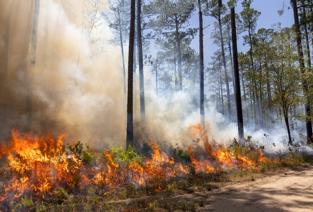 Yellow and orange flames burn through brush on a forest floor, sending dark brown smoke into the air.