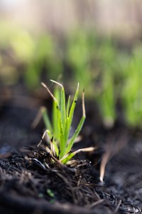 A small green shoot emerges from charred black earth.